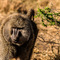 Serengeti NP